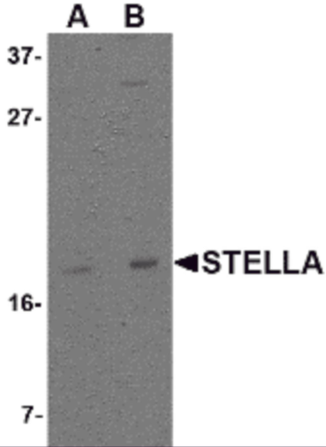 Western blot analysis of Stella in 293 cell lysate with Stella antibody at (A) 1 and (B) 2 μg/mL.