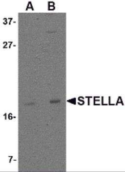Western blot analysis of Stella in 293 cell lysate with Stella antibody at (A) 1 and (B) 2 μg/mL.