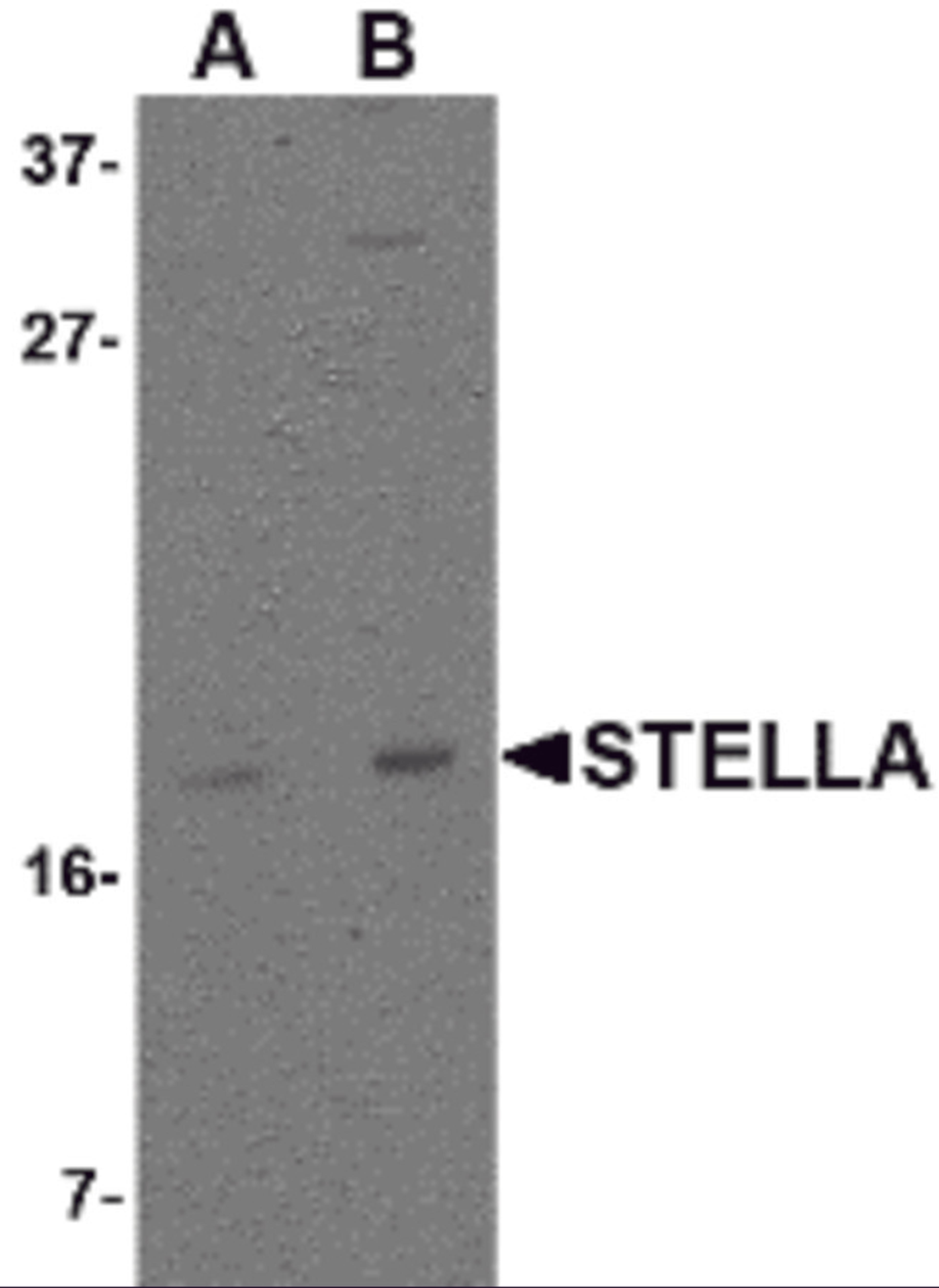 Western blot analysis of Stella in 293 cell lysate with Stella antibody at (A) 1 and (B) 2 μg/mL.