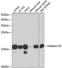 Western blot - Histone H3 antibody (A2352)