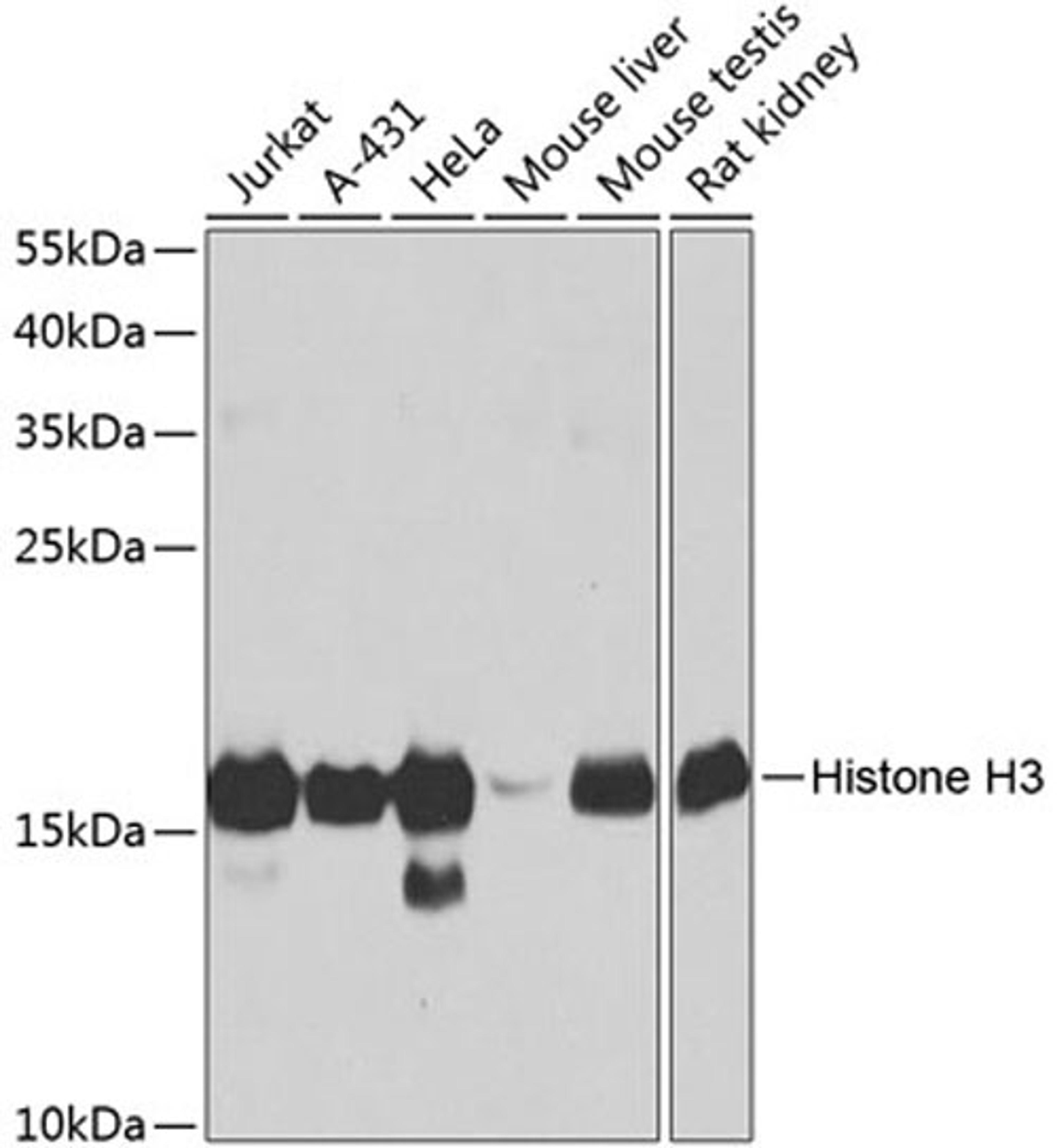 Western blot - Histone H3 antibody (A2352)