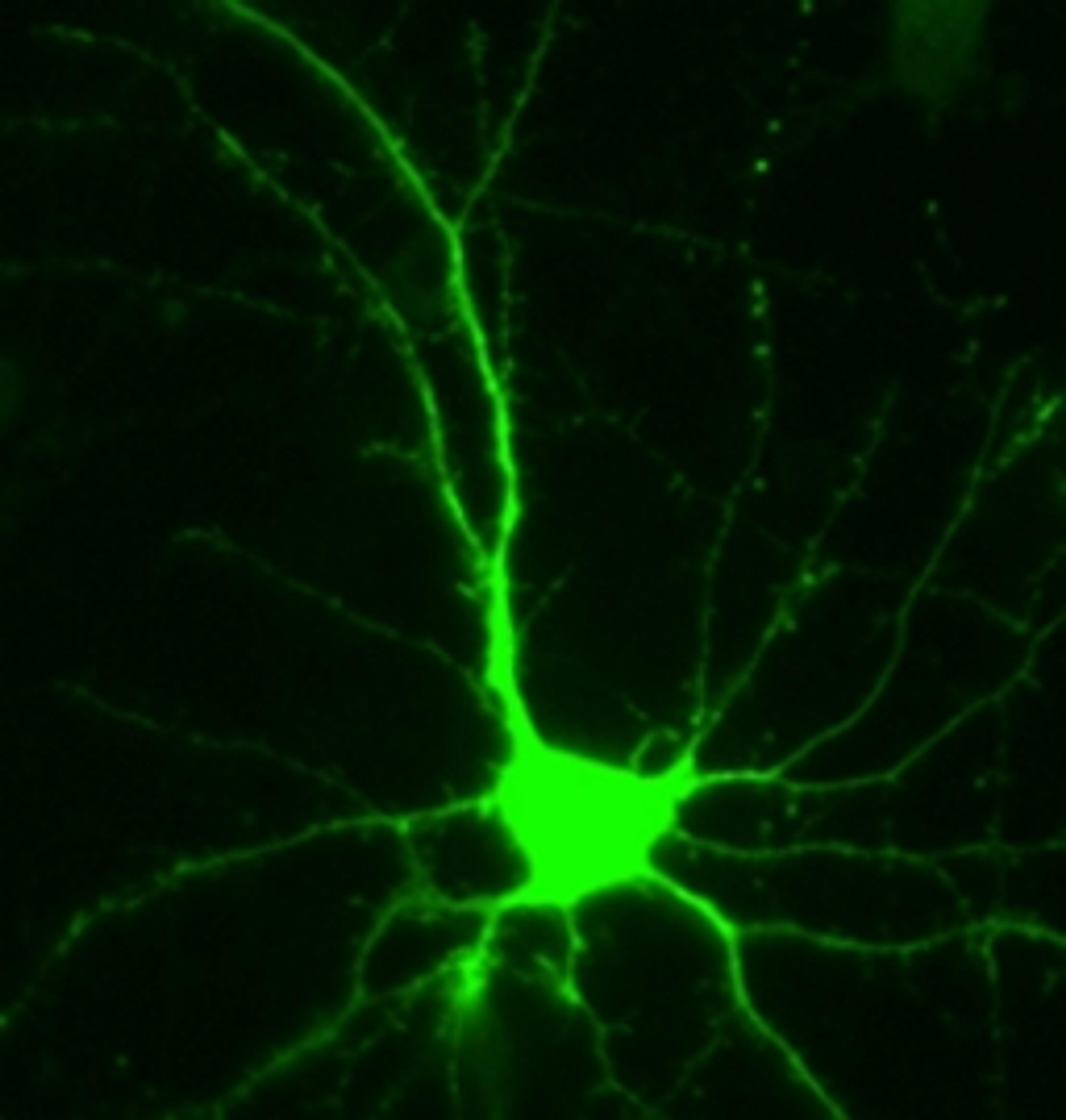 Immunocytochemistry/ Immunofluorescence - Anti-GFP antibody (ab6556)