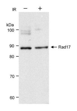 Western Blot: Rad17 Antibody [NB100-272] - Whole cell  lysate (30 ug) from HeLa cells before (-) or after (+) treatment with 10 Gy ionizing radiation.  Antibody used at 0.1 ug/ml.