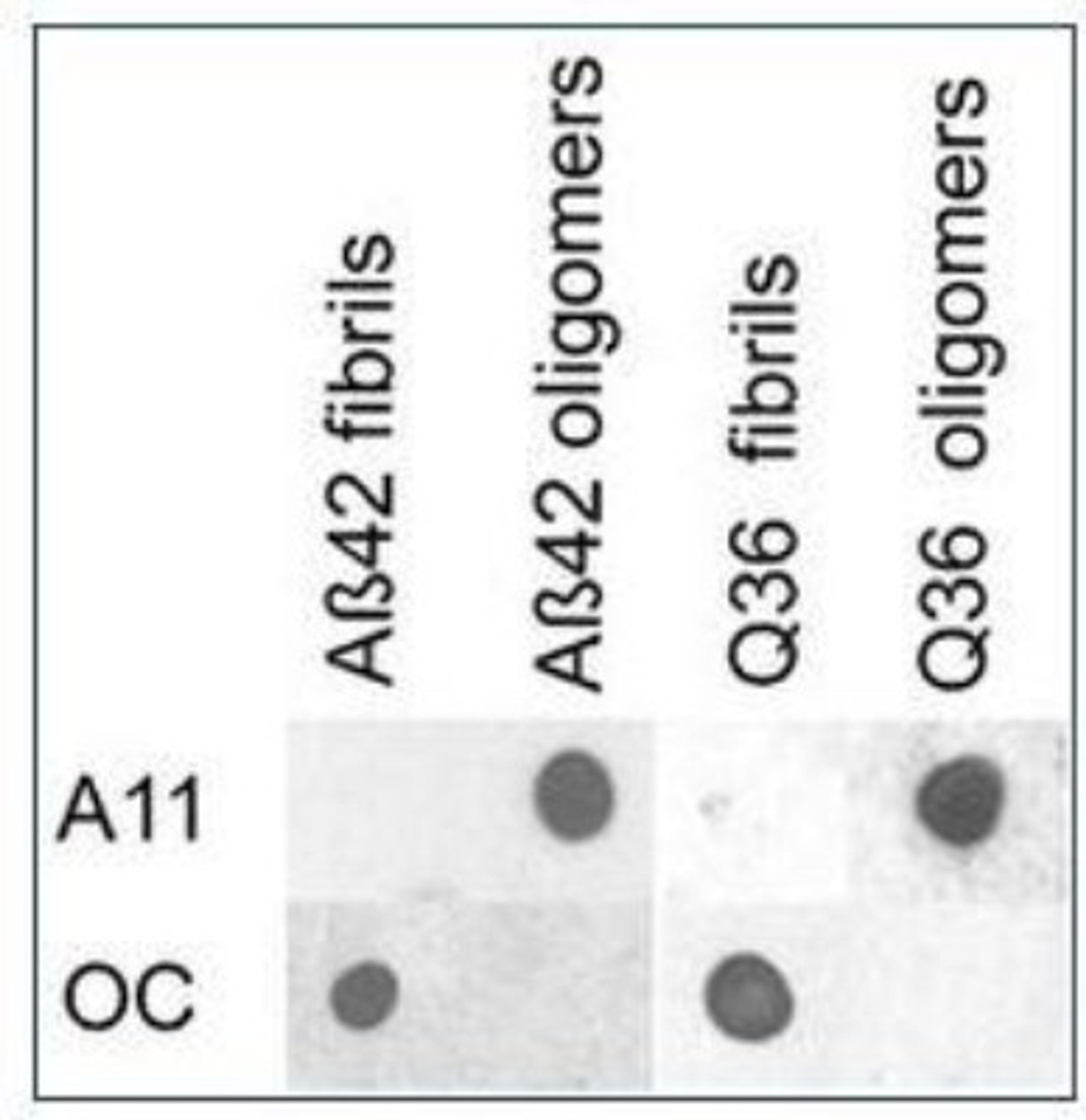 Dot Blot: Amyloid Fibrils Antibody [NBP1-97929] - Dot blot analysis of A beta 42 and polyQ36 prefibrillar oligomers and fibrils. A beta 42 and polyQ fibrils only stain with OC serum (NBP1-97929), while A beta 42 and polyQ prefibrillar oligomers only react with A11.  Picture courtesy of Kayed et al., (2007) Biomed Central: Molecular Neurodegeneration, 2: 18.