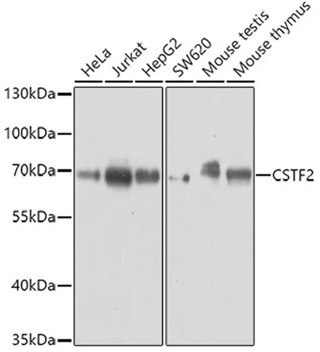 Western blot - CSTF2 antibody (A8116)