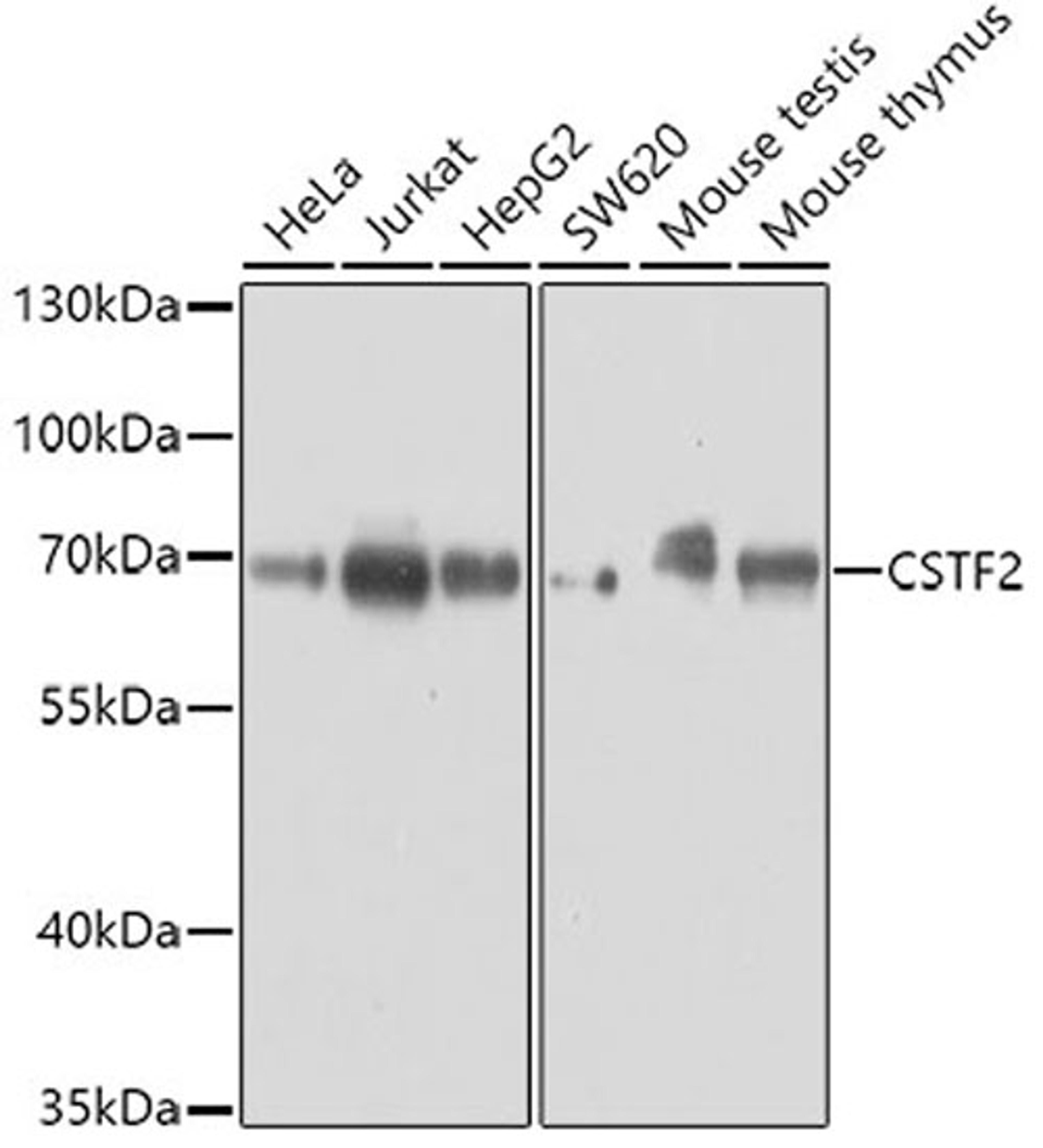 Western blot - CSTF2 antibody (A8116)