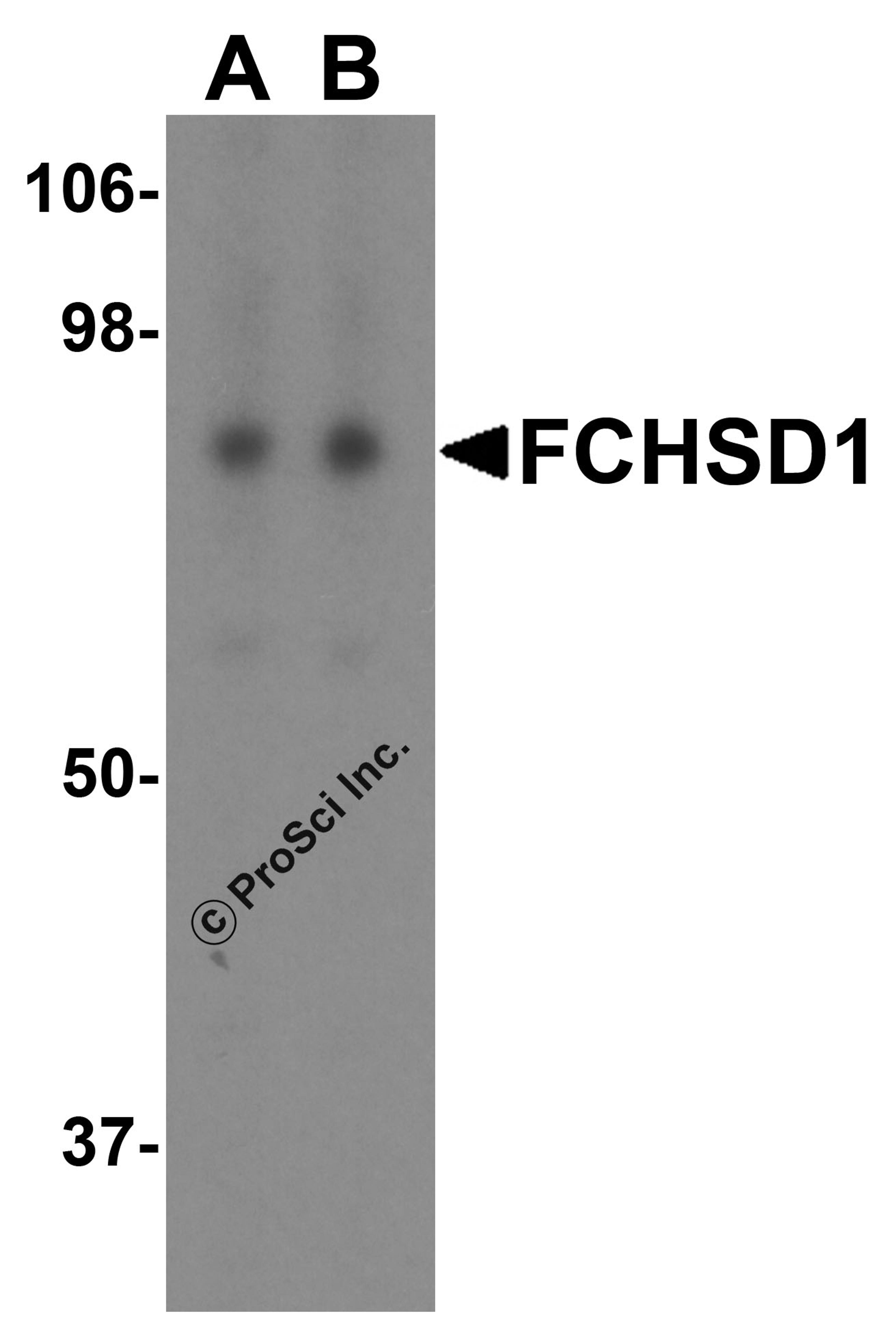 Western blot analysis of FCHSD1 in MCF7 cell lysate with FCHSD1 antibody at (A) 0.5 and (B)1 μg/mL.