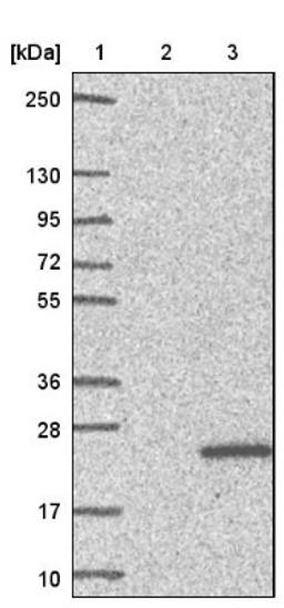 Western Blot: PFDN4 Antibody [NBP1-88526] - Lane 1: Marker [kDa] 250, 130, 95, 72, 55, 36, 28, 17, 10<br/>Lane 2: Negative control (vector only transfected HEK293T lysate)<br/>Lane 3: Over-expression lysate (Co-expressed with a C-terminal myc-DDK tag (~3.1 kDa) in mammalian HEK293T cells, LY419198)