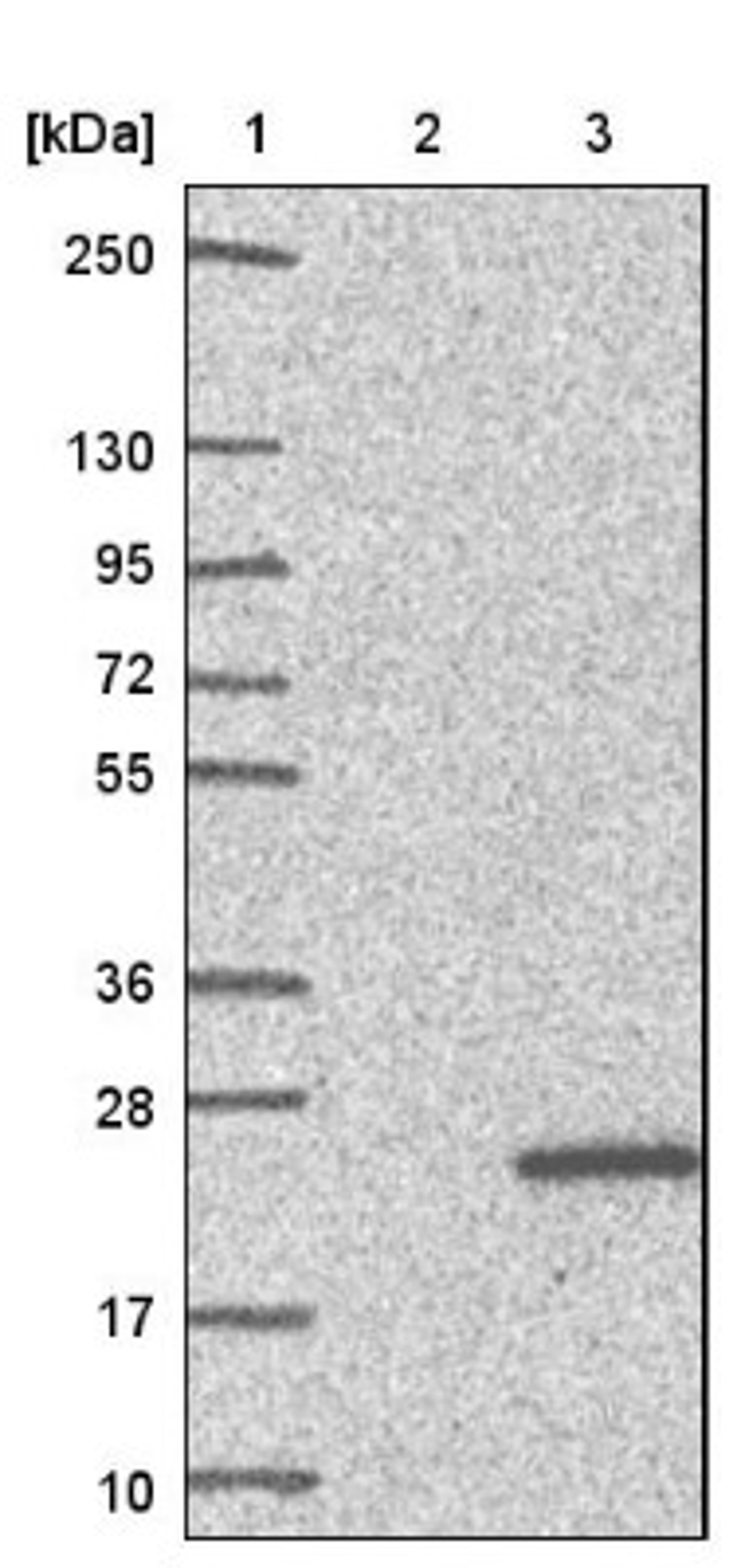 Western Blot: PFDN4 Antibody [NBP1-88526] - Lane 1: Marker [kDa] 250, 130, 95, 72, 55, 36, 28, 17, 10<br/>Lane 2: Negative control (vector only transfected HEK293T lysate)<br/>Lane 3: Over-expression lysate (Co-expressed with a C-terminal myc-DDK tag (~3.1 kDa) in mammalian HEK293T cells, LY419198)