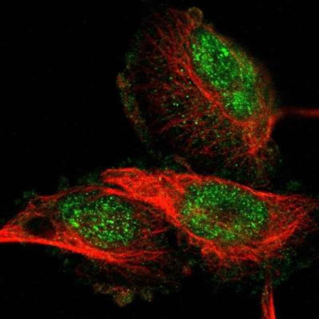 Immunocytochemistry/Immunofluorescence: FAM26F Antibody [NBP1-86754] - Immunofluorescent staining of human cell line U-251MG shows positivity in nucleus but not nucleoli.