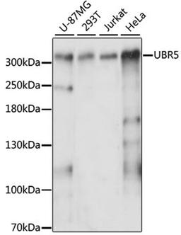 Western blot - UBR5 antibody (A13816)