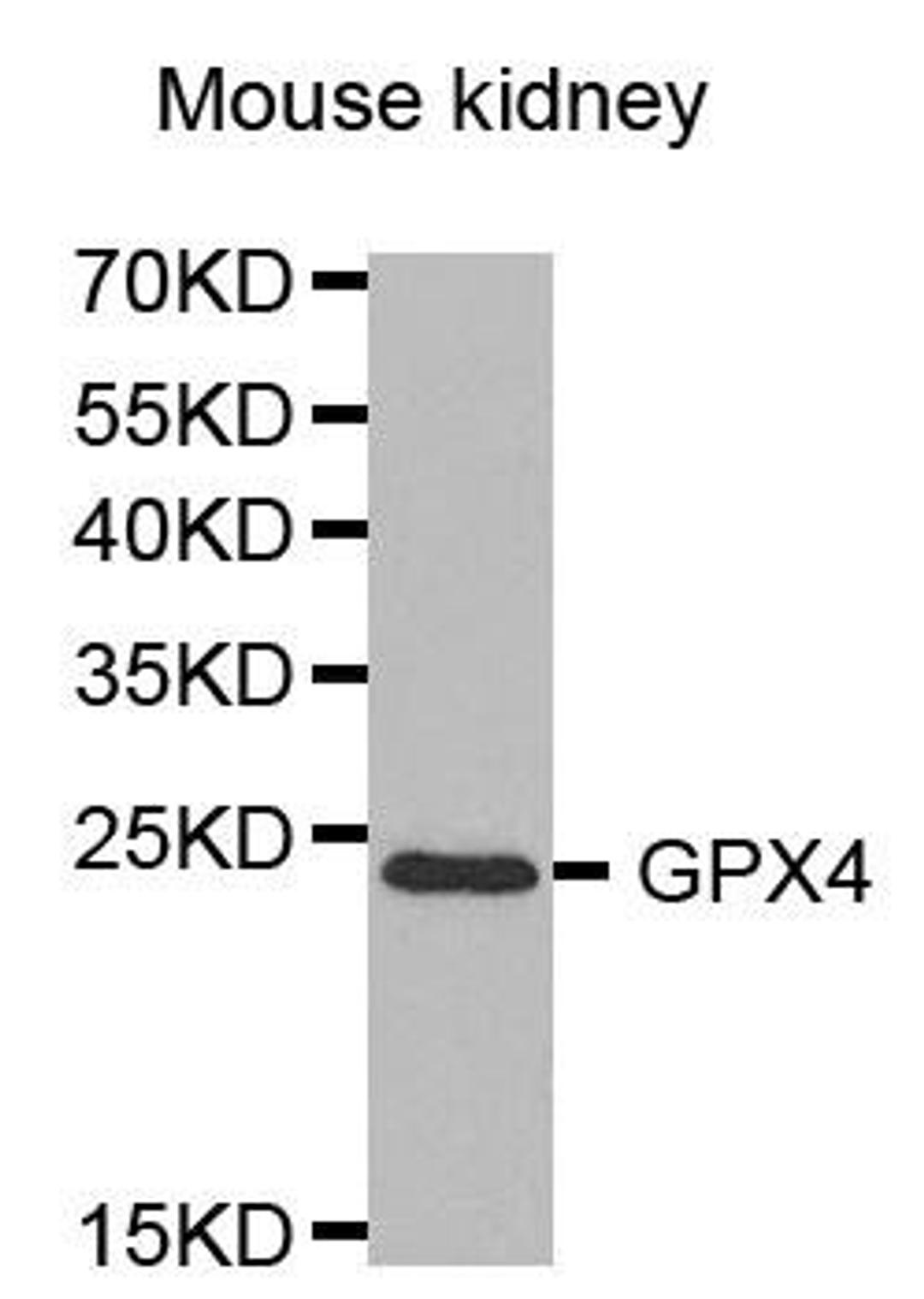 Western blot analysis of extracts of mouse kidney cell lines using GPX4 antibody