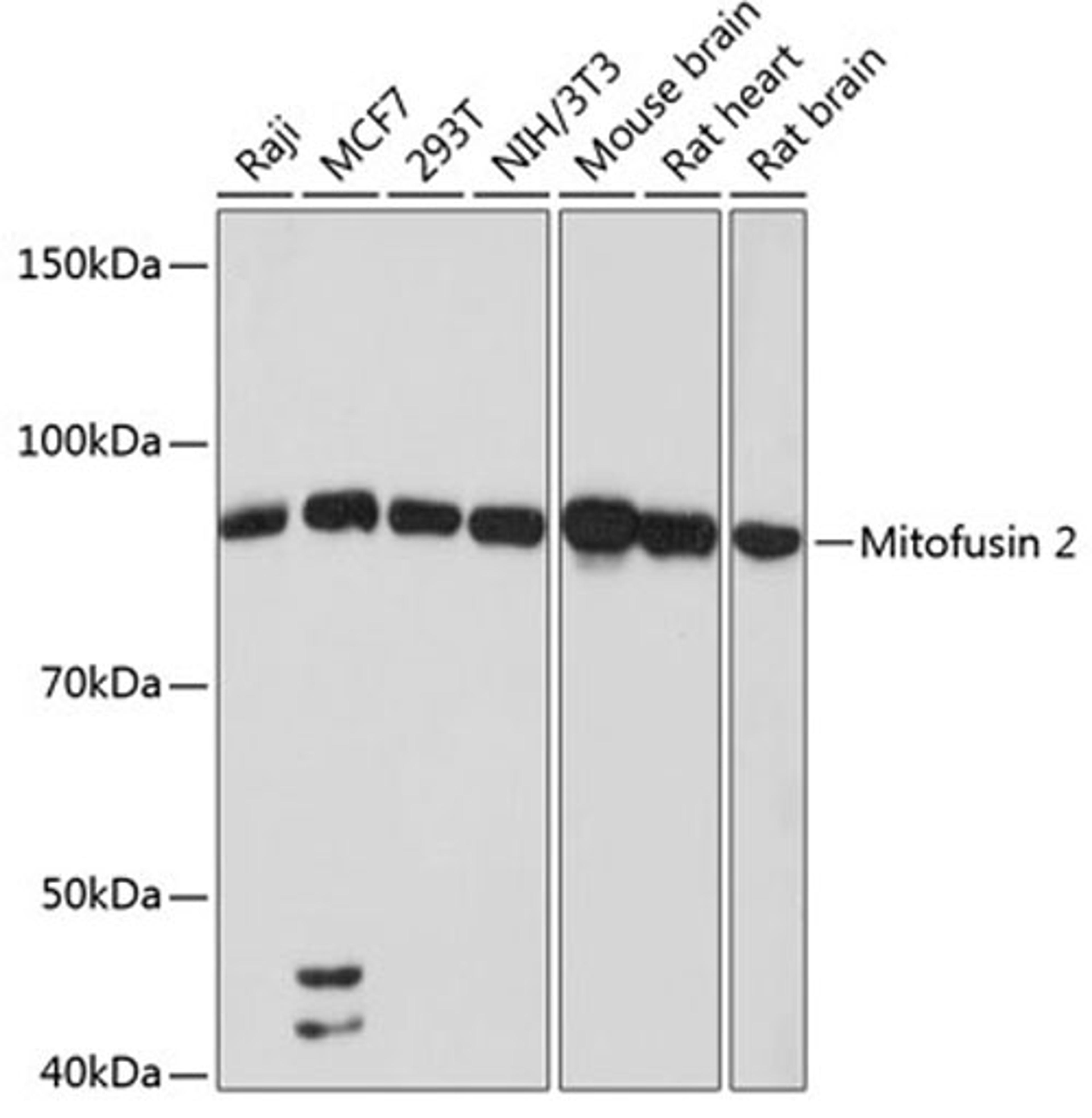 Western blot - Mitofusin 2 antibody (A19678)