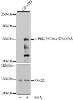 Western blot - Phospho-PKD/PKCmu-S744/748 pAb (AP0534)