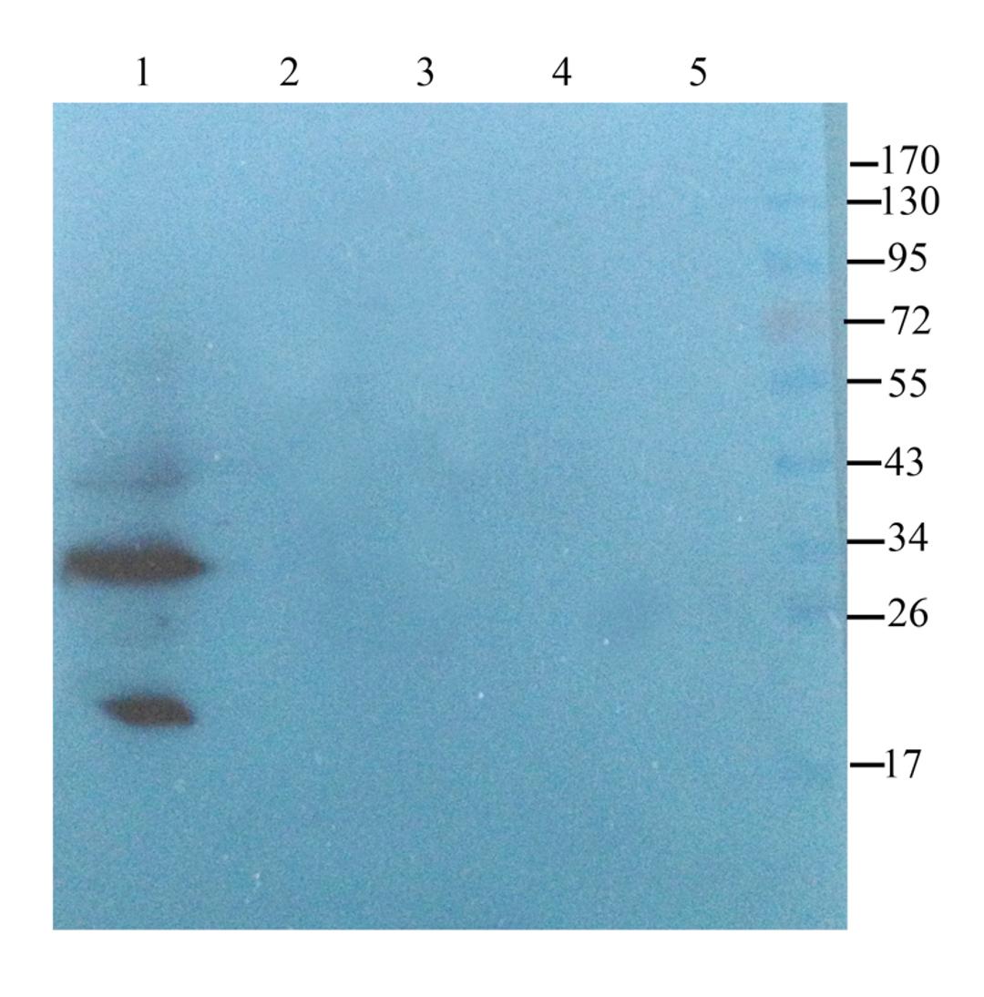 WB analysis of mouse heart (lane 1), rat muscle (lane 2), rat lung (lane 3), rat thymus (lane 4), rat lymph node (lane 5) using CD274 antibody (2.5 ug/ml)