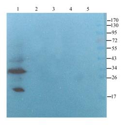 WB analysis of mouse heart (lane 1), rat muscle (lane 2), rat lung (lane 3), rat thymus (lane 4), rat lymph node (lane 5) using CD274 antibody (2.5 ug/ml)