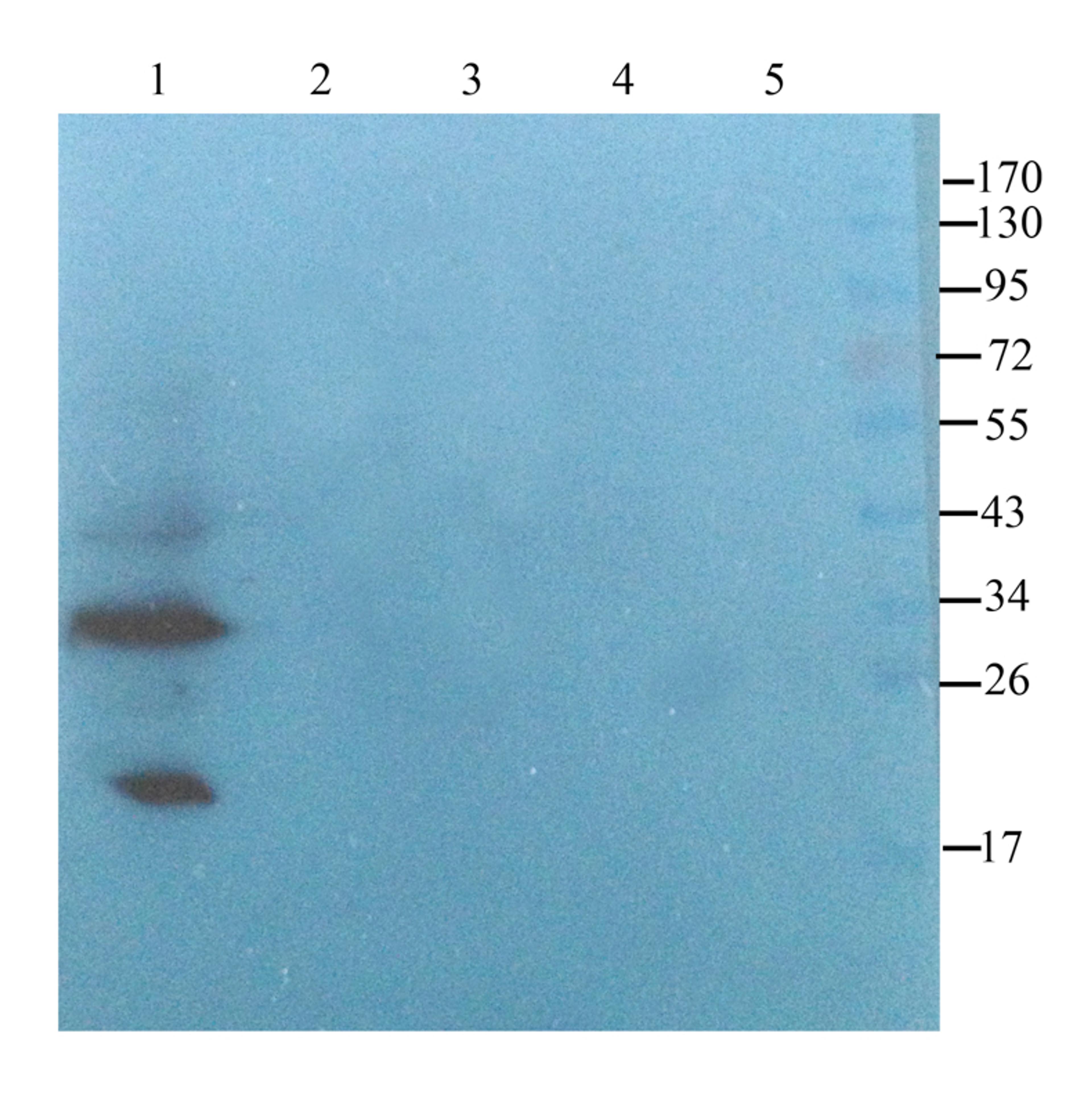 WB analysis of mouse heart (lane 1), rat muscle (lane 2), rat lung (lane 3), rat thymus (lane 4), rat lymph node (lane 5) using CD274 antibody (2.5 ug/ml)