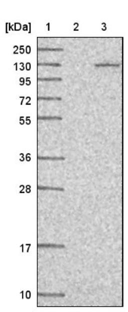 Western Blot: MTBP Antibody [NBP1-86408] - Lane 1: Marker [kDa] 250, 130, 95, 72, 55, 36, 28, 17, 10<br/>Lane 2: Negative control (vector only transfected HEK293T lysate)<br/>Lane 3: Over-expression lysate (Co-expressed with a C-terminal myc-DDK tag (~3.1 kDa) in mammalian HEK293T cells, LY411823)