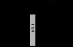 GABA A Receptor alpha 6 Antibody