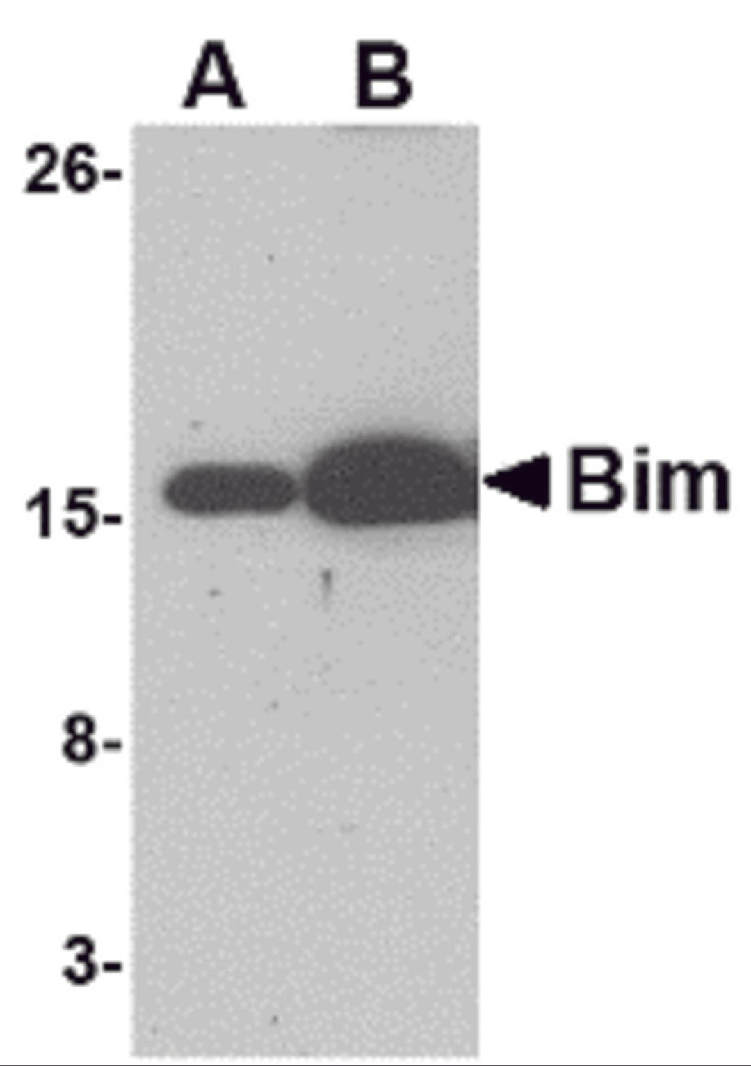 Western blot analysis of (A) 5 and (B) 25 ng of Bim recombinant protein with Bim antibody at 1 μg/mL.