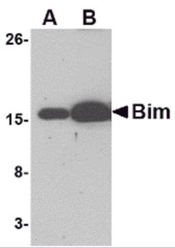 Western blot analysis of (A) 5 and (B) 25 ng of Bim recombinant protein with Bim antibody at 1 μg/mL.