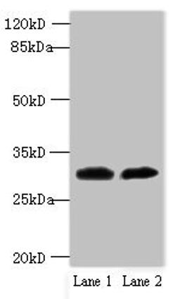 Western blot. All lanes: TRNAU1AP antibody at 12ug/ml. Lane 1: MCF-7 whole cell lysate. Lane 2: Jurkat whole cell lysate. Secondary. Goat polyclonal to rabbit IgG at 1/10000 dilution. Predicted band size: 33, 21 kDa. Observed band size: 33 kDa. 