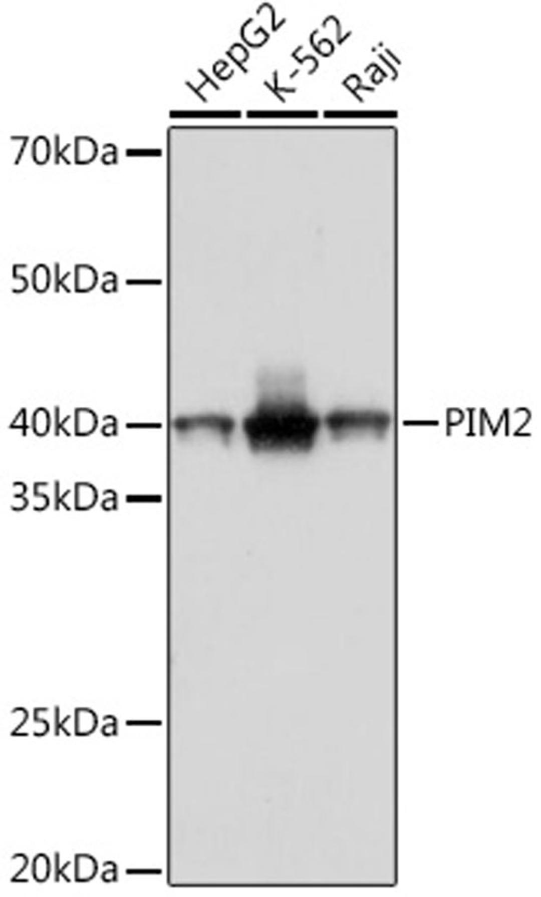 Western blot - PIM2 Rabbit mAb (A9230)