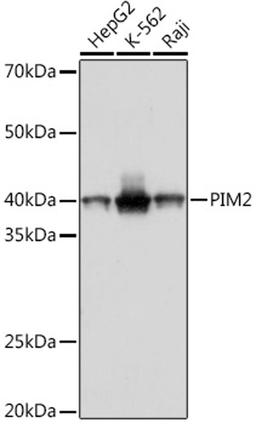 Western blot - PIM2 Rabbit mAb (A9230)