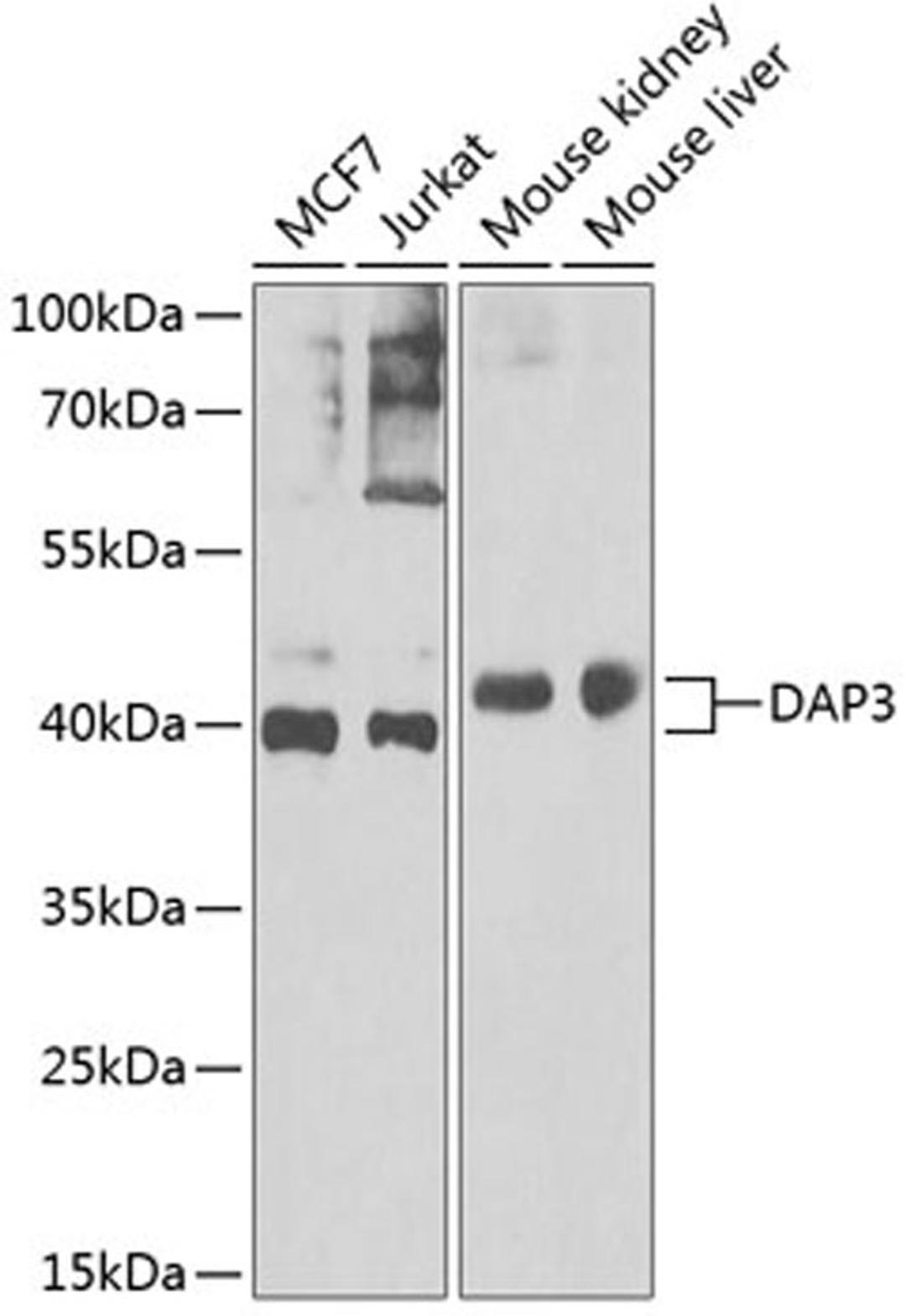 Western blot - DAP3 Antibody (A7003)