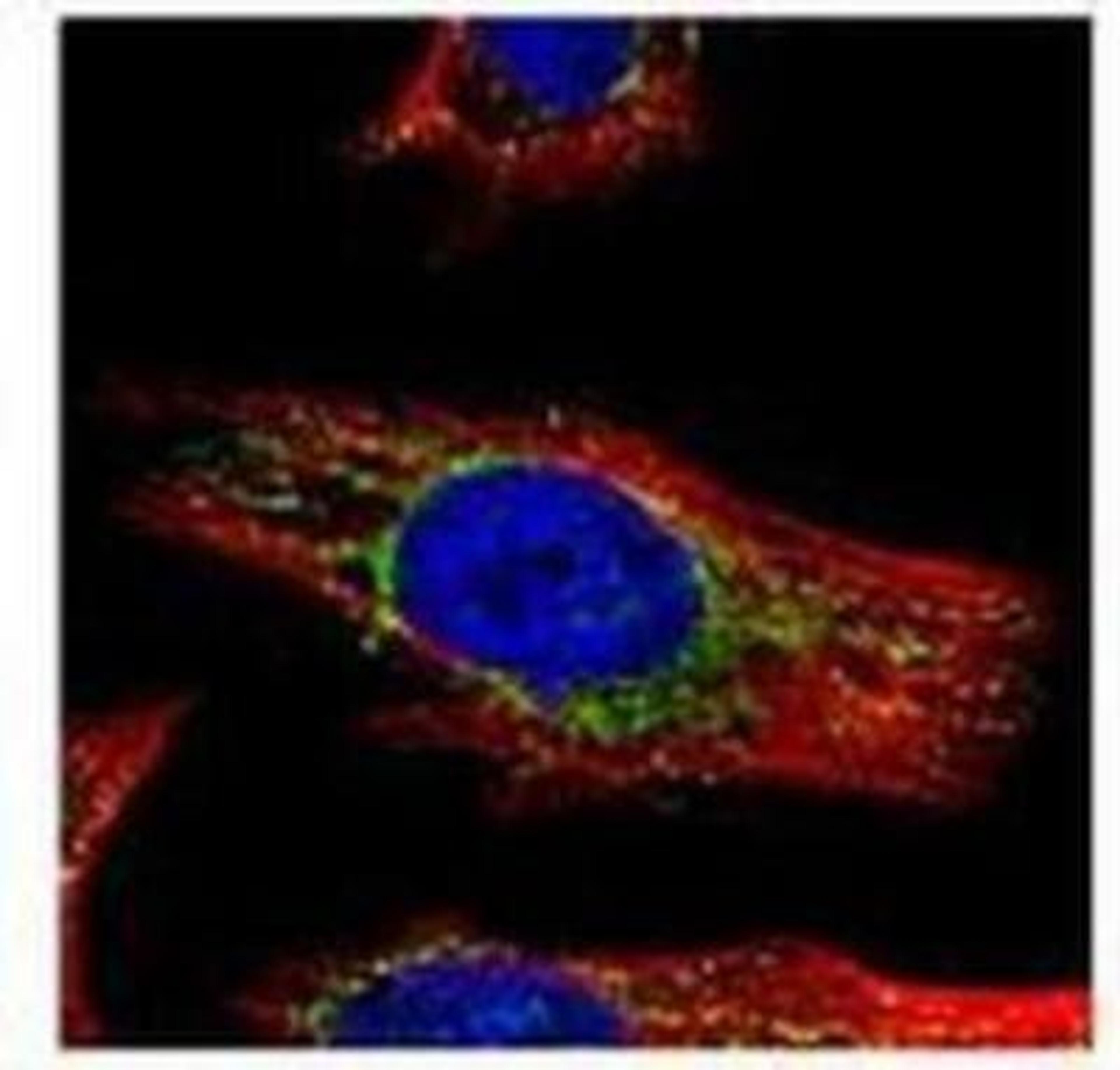 Immunocytochemistry/Immunofluorescence: GALNS Antibody [NBP1-32899] - Paraformaldehyde-fixed HeLa, using GALNS antibody (Green) at 1:500 dilution. Alpha-tubulin filaments were labeled Red.