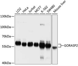 Western blot - GORASP2 antibody (A10383)