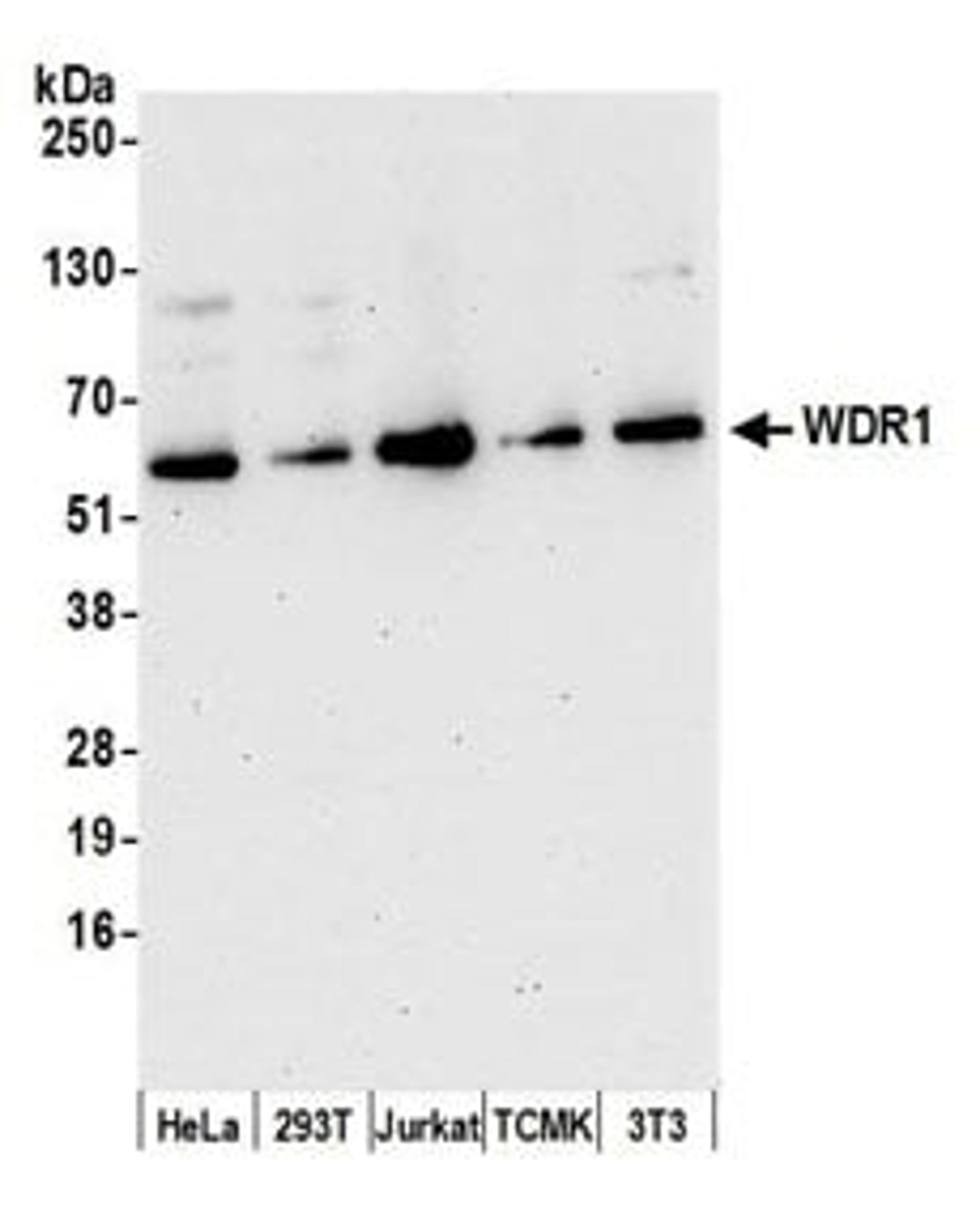 Detection of human and mouse WDR1 by western blot.