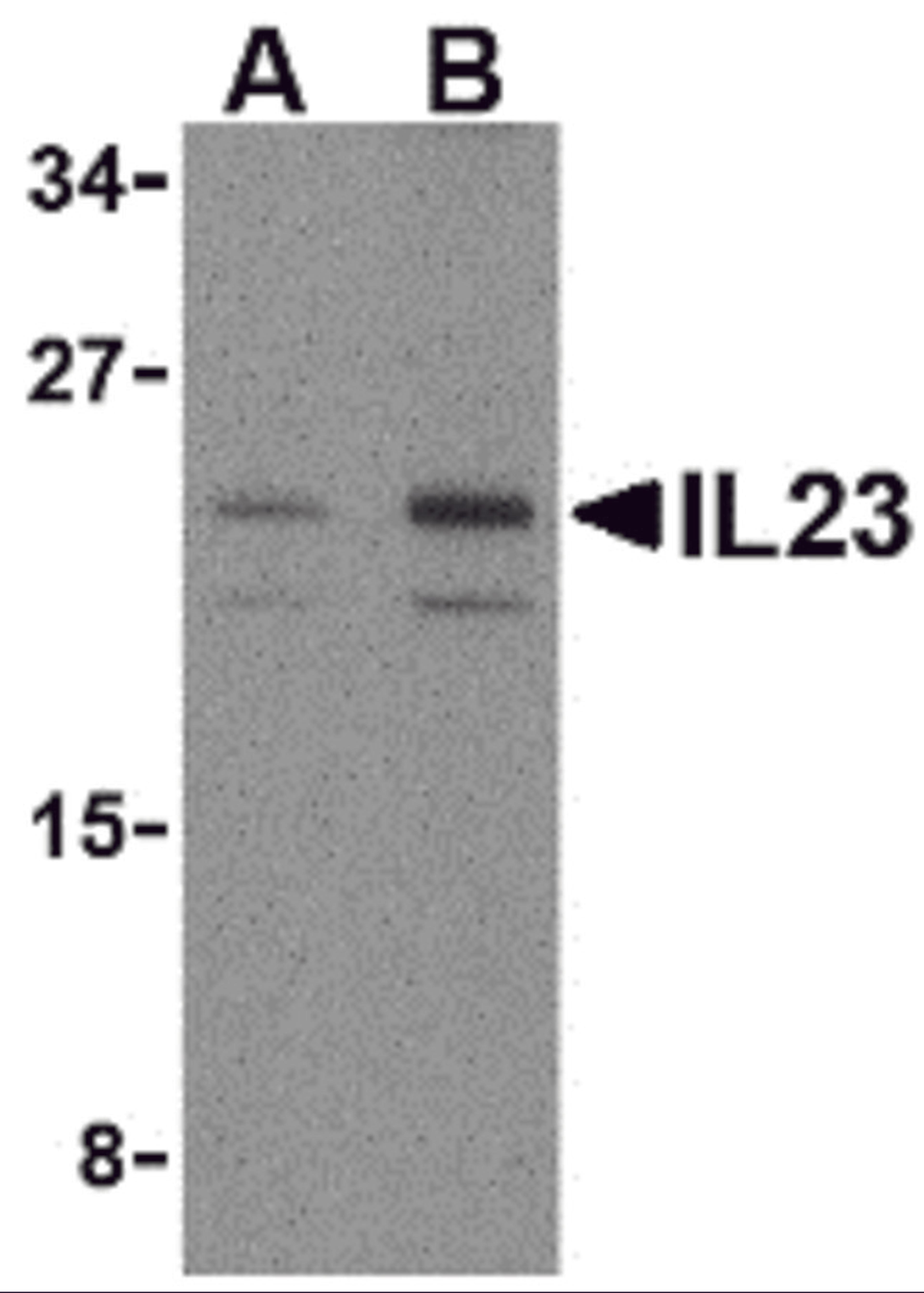 Western blot analysis of IL-23 in mouse pancreas tissue lysate with IL-23 antibody at (A) 1 and (B) 2 &#956;g/mL.