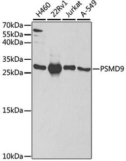 Western blot - PSMD9 antibody (A5357)