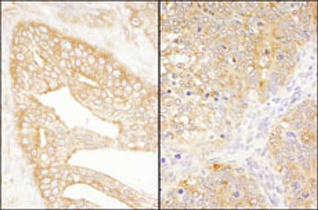 Detection of human and mouse eIF3J/EIF3S1 by immunohistochemistry.