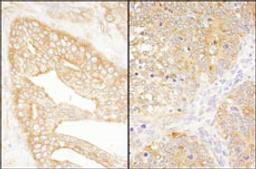 Detection of human and mouse eIF3J/EIF3S1 by immunohistochemistry.