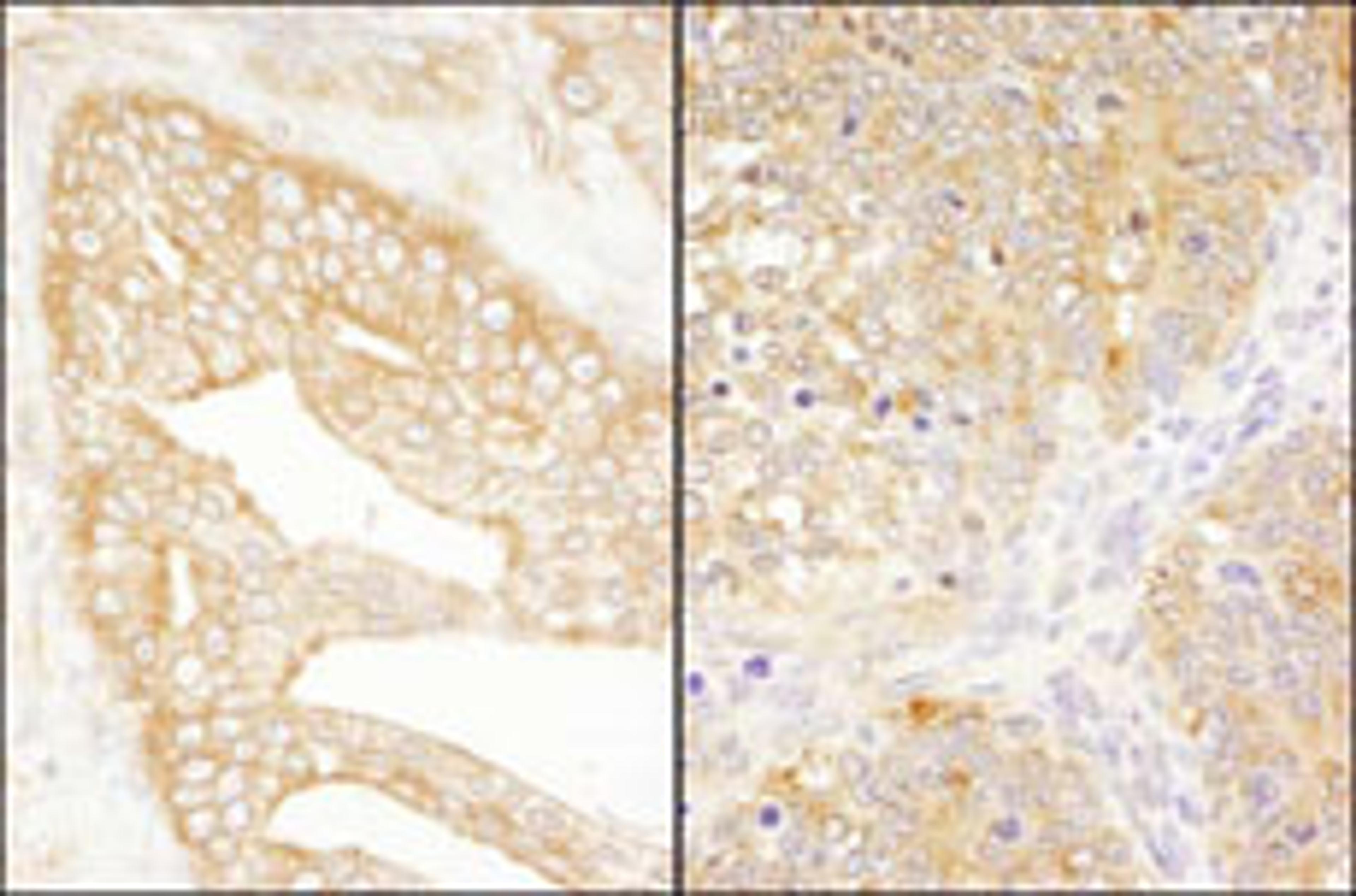 Detection of human and mouse eIF3J/EIF3S1 by immunohistochemistry.