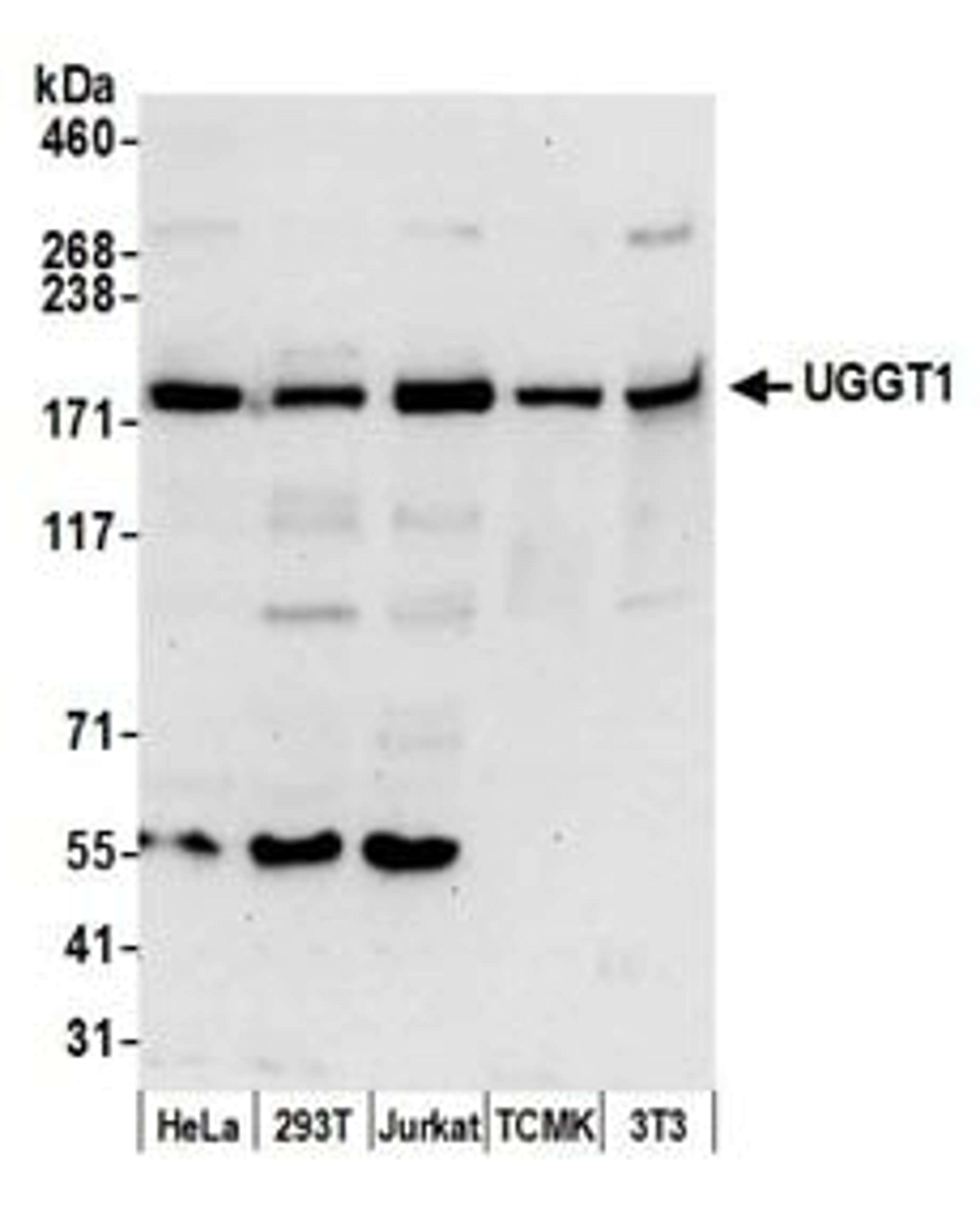 Detection of human and mouse UGGT1 by western blot.