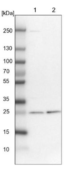 Western Blot: ETHE1 Antibody [NBP1-81689] - Lane 1: NIH-3T3 cell lysate (Mouse embryonic fibroblast cells)<br/>Lane 2: NBT-II cell lysate (Rat Wistar bladder tumour cells)