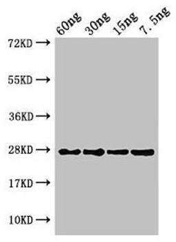Western Blot. Positive WB detected in Recombinant protein. All lanes: petE antibody at 3µg/ml. Secondary. Goat polyclonal to rabbit IgG at 1/50000 dilution. predicted band size: 27 kDa. observed band size: 27 kDa