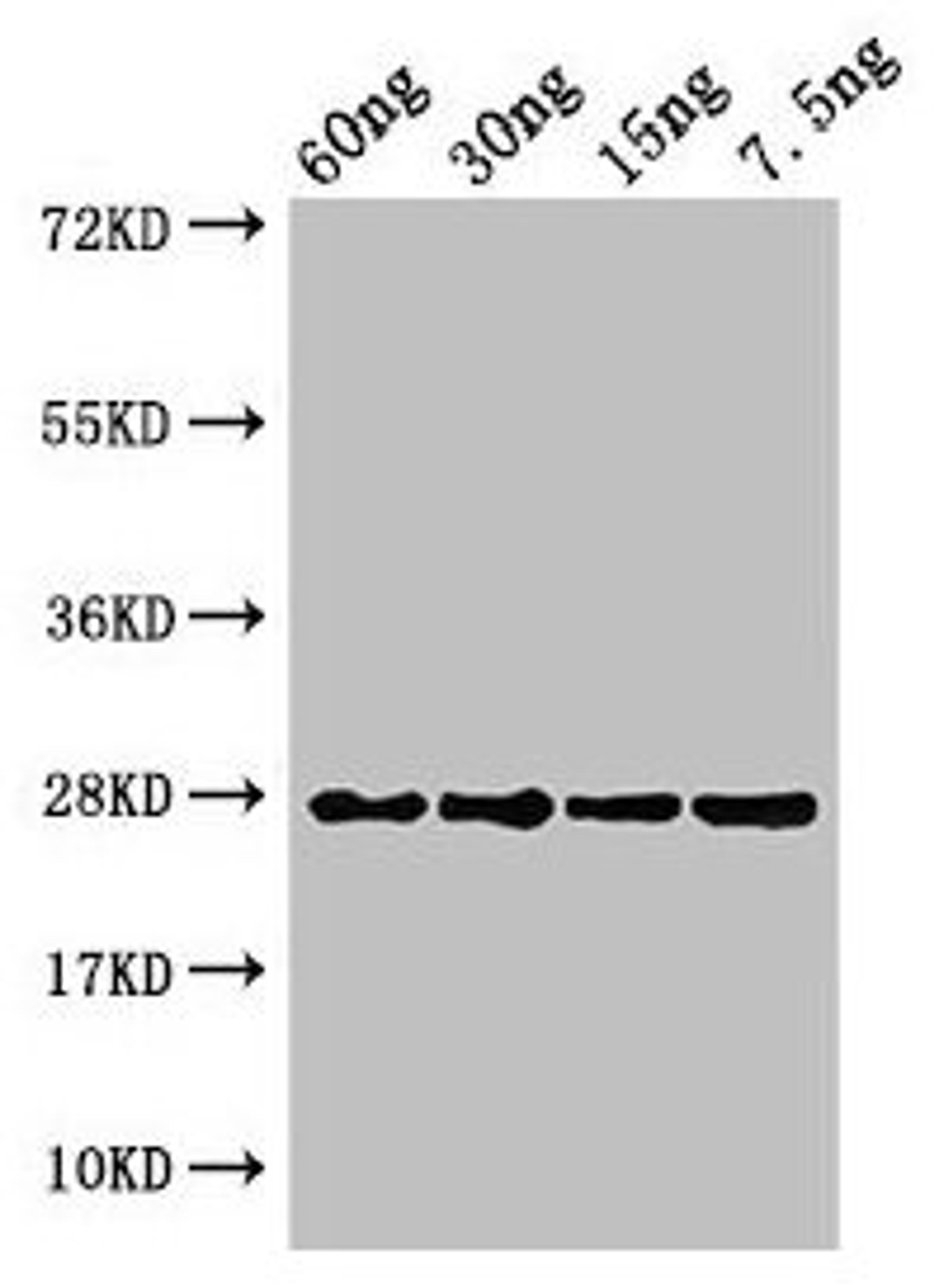 Western Blot. Positive WB detected in Recombinant protein. All lanes: petE antibody at 3µg/ml. Secondary. Goat polyclonal to rabbit IgG at 1/50000 dilution. predicted band size: 27 kDa. observed band size: 27 kDa