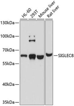 Western blot - SIGLEC8 antibody (A10514)