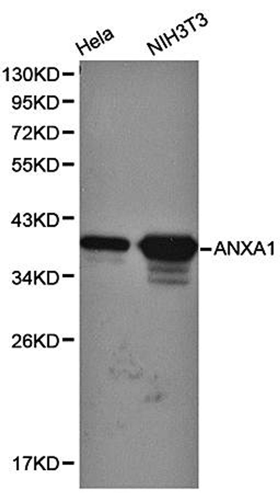 Western blot analysis of HeLa, NIH3T3 cell line lysates using ANXA1 antibody