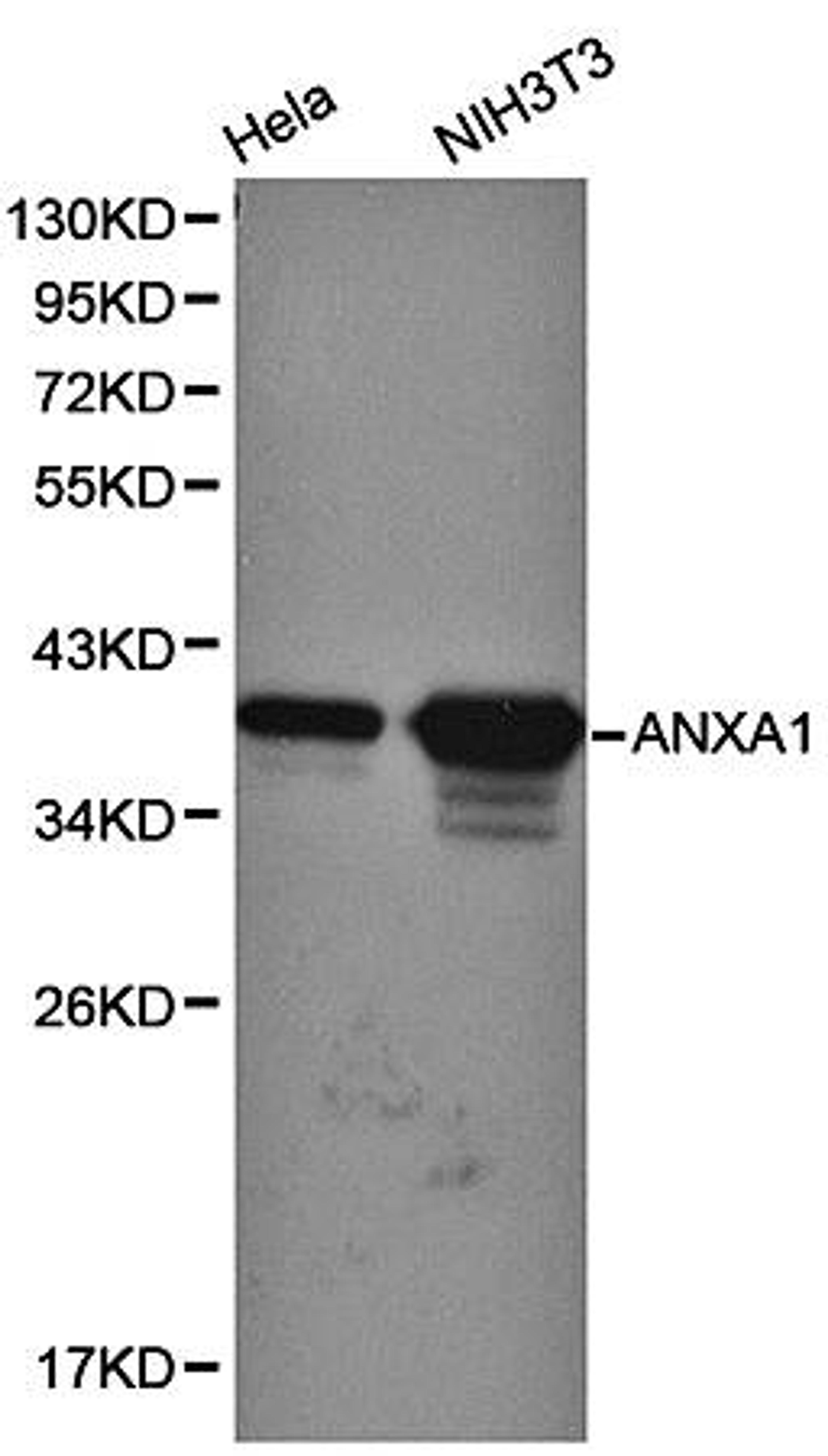 Western blot analysis of HeLa, NIH3T3 cell line lysates using ANXA1 antibody