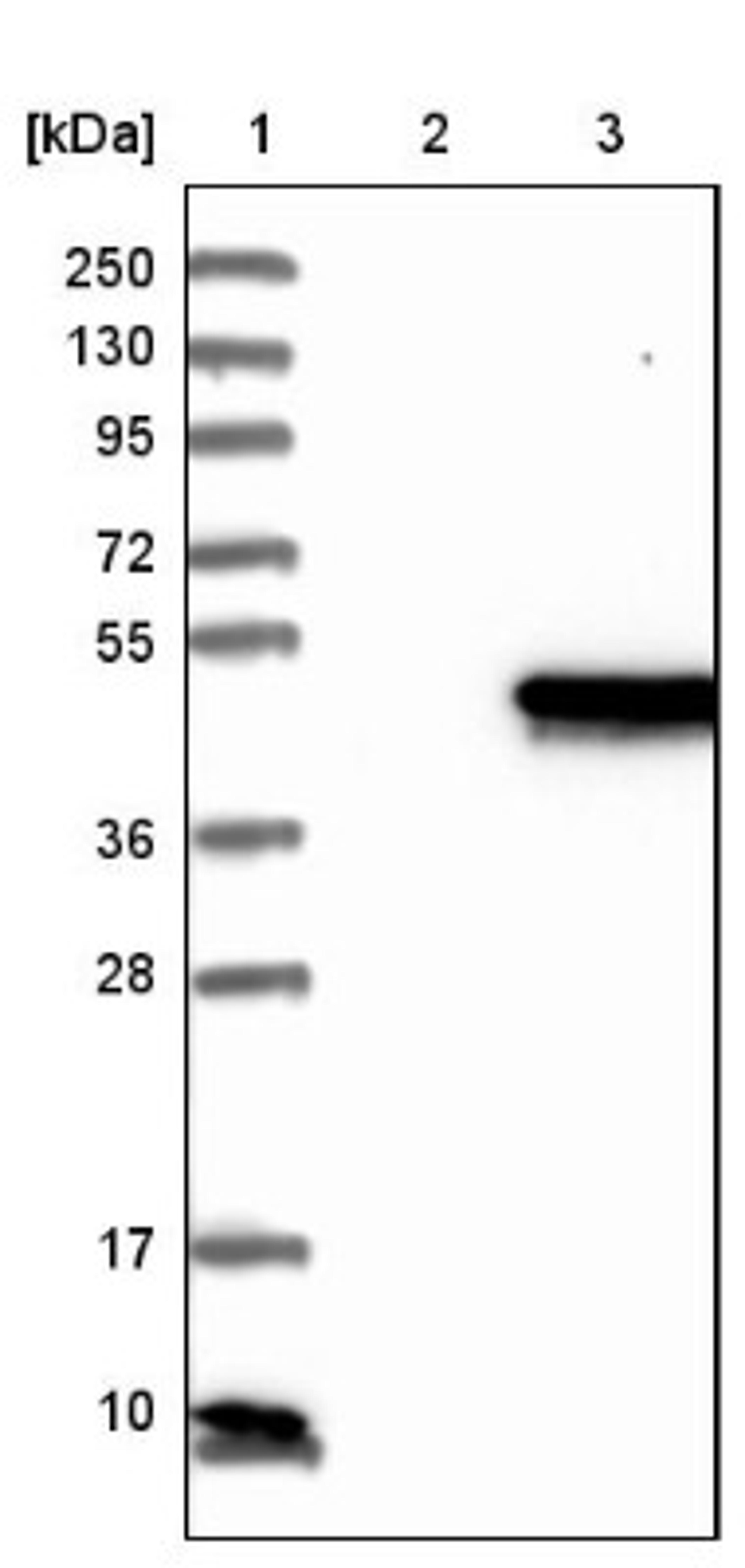 Western Blot: NECAB1 Antibody [NBP1-84003] - Lane 1: Marker [kDa] 250, 130, 95, 72, 55, 36, 28, 17, 10<br/>Lane 2: Negative control (vector only transfected HEK293T lysate)<br/>Lane 3: Over-expression lysate (Co-expressed with a C-terminal myc-DDK tag (~3.1 kDa) in mammalian HEK293T cells, LY411679)