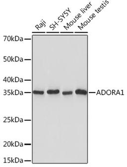 Western blot - ADORA1 Rabbit mAb (A5219)