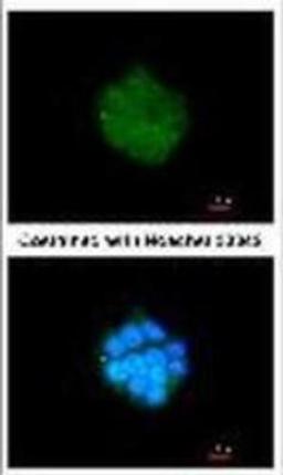 Immunocytochemistry/Immunofluorescence: PDK3 Antibody [NBP1-32581] - Methanol-fixed HepG2, using PDK3(NBP1-32581) antibody at 1:200 dilution.