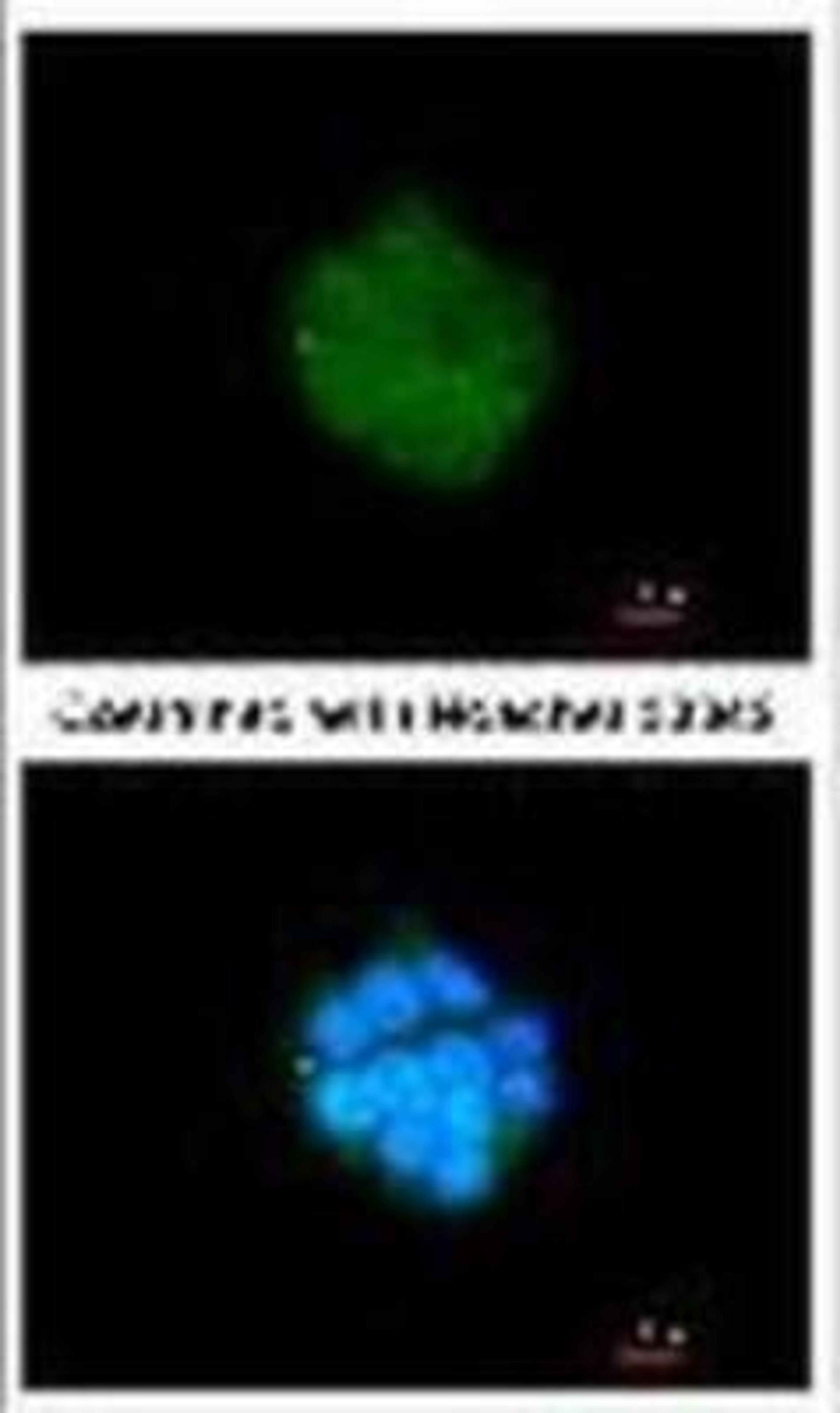 Immunocytochemistry/Immunofluorescence: PDK3 Antibody [NBP1-32581] - Methanol-fixed HepG2, using PDK3(NBP1-32581) antibody at 1:200 dilution.