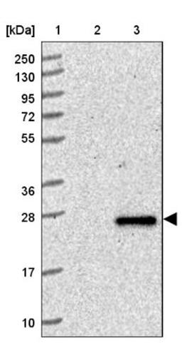 Western Blot: ZG16B Antibody [NBP1-81699] - Lane 1: Marker [kDa] 250, 130, 95, 72, 55, 36, 28, 17, 10<br/>Lane 2: Human cell line RT-4<br/>Lane 3: Human cell line U-251MG sp