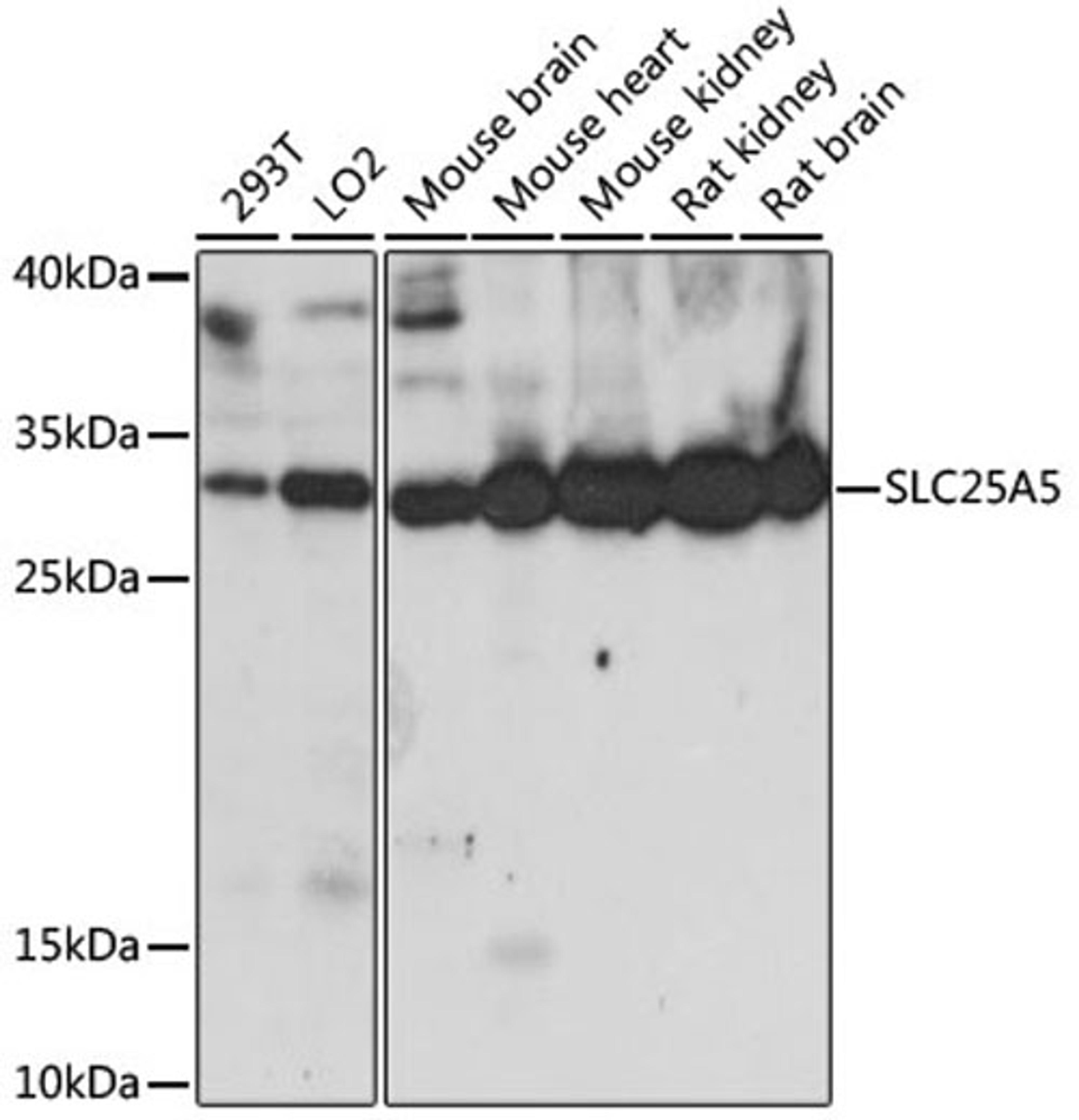 Western blot - SLC25A5 antibody (A15639)